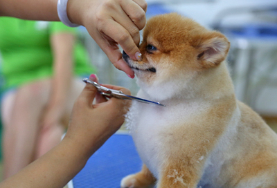 北京雪思嘉寵物美容師培訓學校：寵物美容時容易出現(xiàn)哪些危險？