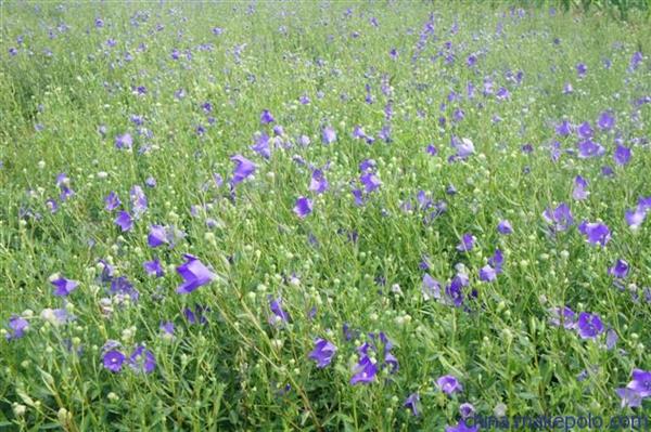 山東醫(yī)藥技師學院中學藥經(jīng)營專業(yè)怎么樣？