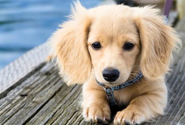 喜歡寵物？想做獸醫(yī)？就選邢臺(tái)現(xiàn)代職業(yè)學(xué)校！